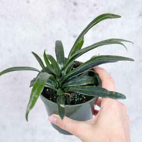 Microsorum thailandicum - Blue Oil Fern - 4 Inch