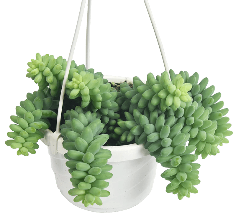 burro tail succulent care Sedum morganianum Hanging Basket