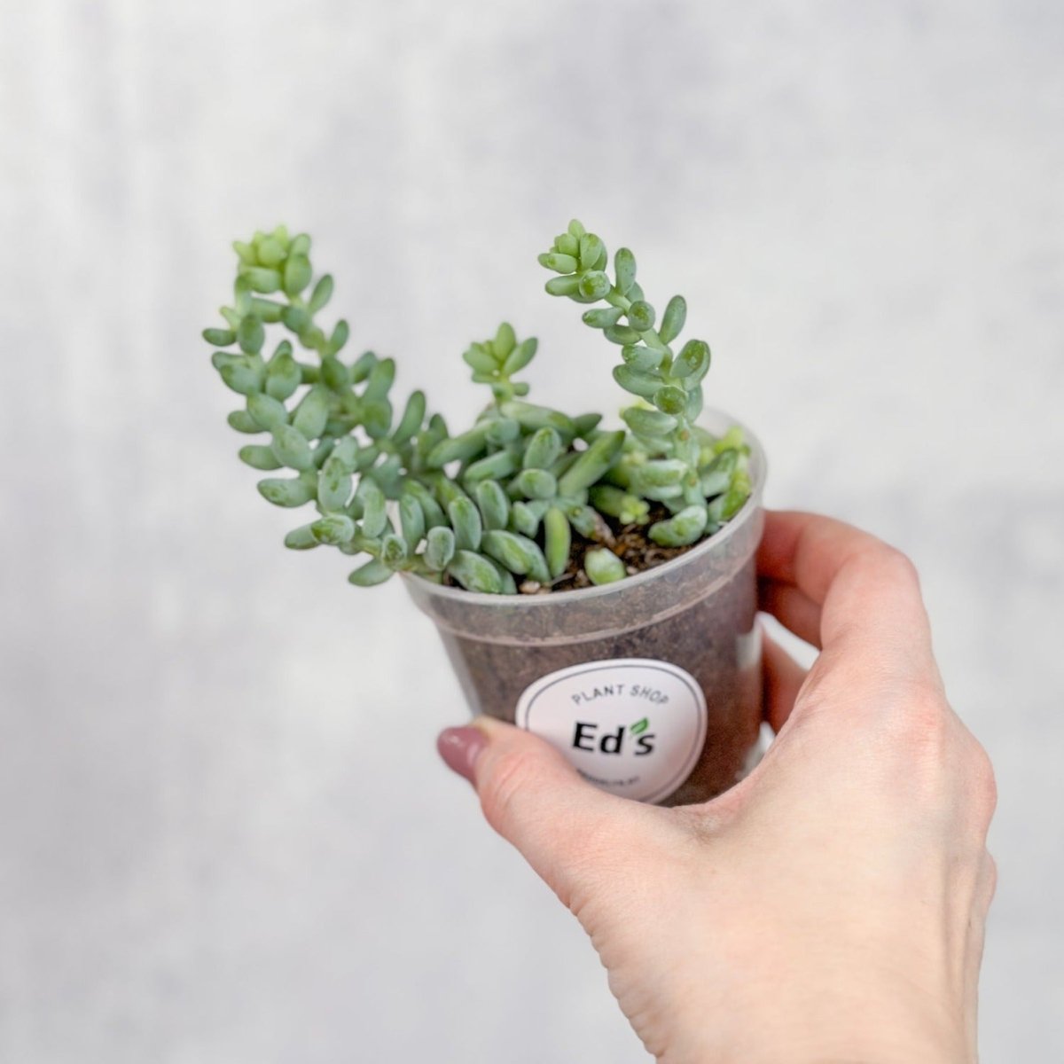 Burro's Tail Succulent - Sedum morganianum - Various Sizes - Ed's Plant Shop