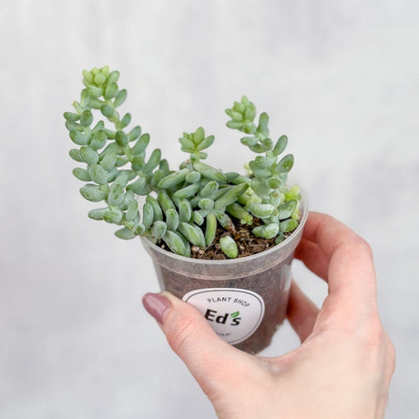 Burro's Tail Succulent - Sedum morganianum - Various Sizes - Ed's Plant Shop