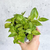 Buy Aeschynanthus Micranthus 'Variegata' – Ed's Plant Shop - Ed's Plant Shop