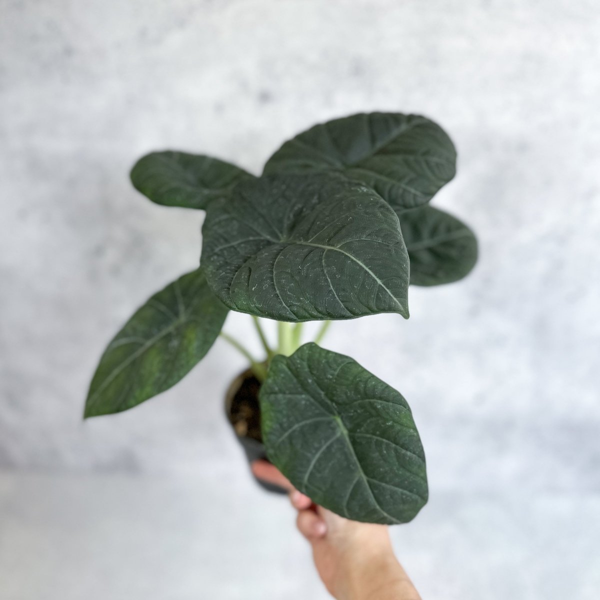 Buy Alocasia 'Nebula' – Ed's Plant Shop - Ed's Plant Shop