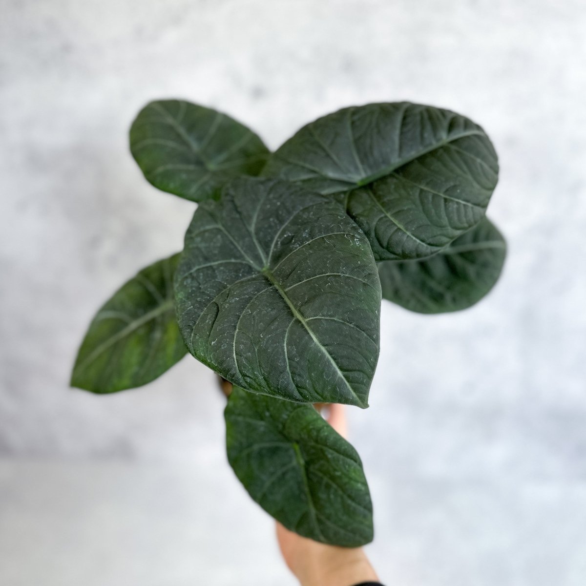 Buy Alocasia 'Nebula' – Ed's Plant Shop - Ed's Plant Shop