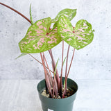 Caladium - Assorted Foliage Varieties - Ed's Plant Shop