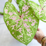 Caladium - Assorted Foliage Varieties - Ed's Plant Shop