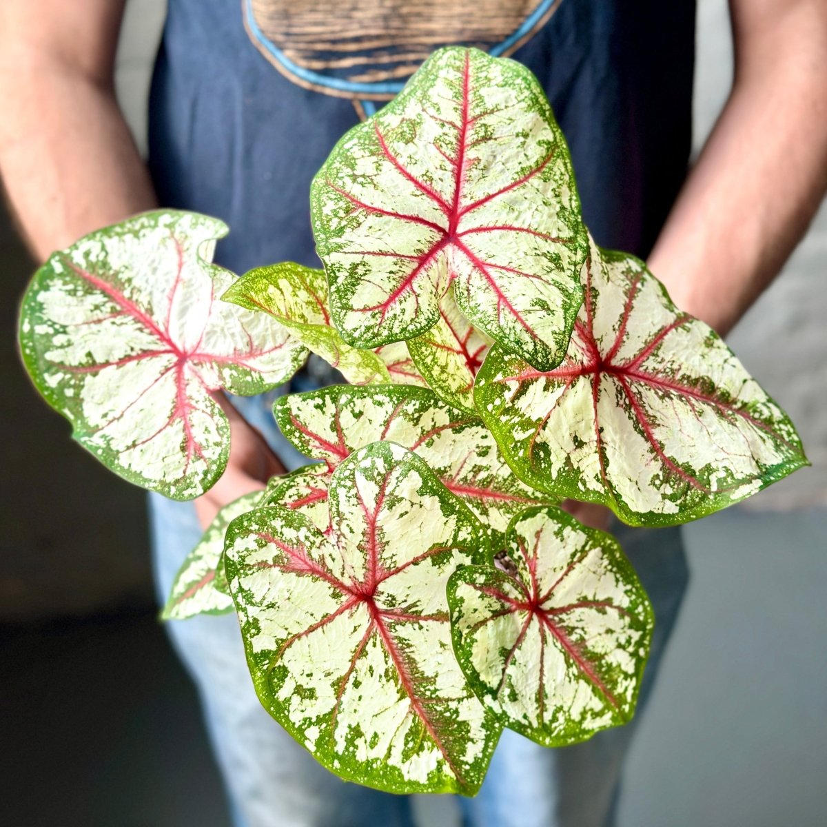 Caladium - Assorted Foliage Varieties - Ed's Plant Shop