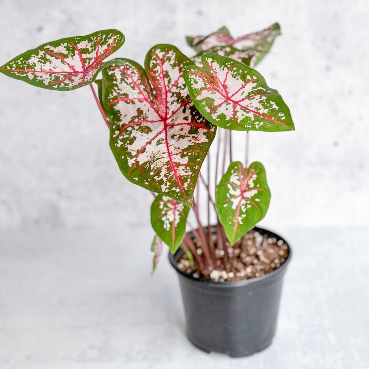 Caladium - Assorted Foliage Varieties - Ed's Plant Shop