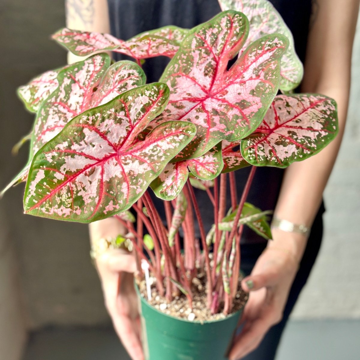 Caladium - Assorted Foliage Varieties - Ed's Plant Shop