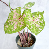 Caladium - Assorted Foliage Varieties - Ed's Plant Shop