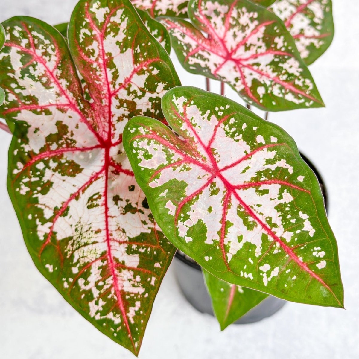 Caladium - Assorted Foliage Varieties - Ed's Plant Shop