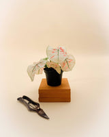 Tropical Caladium Snow plant in container under bright filtered light