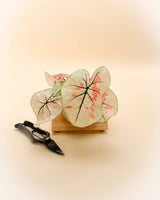 Caladium Bicolor ‘Snow’ – White & Green Heart - Shaped Foliage | Tropical Shade Plant - Ed's Plant Shop