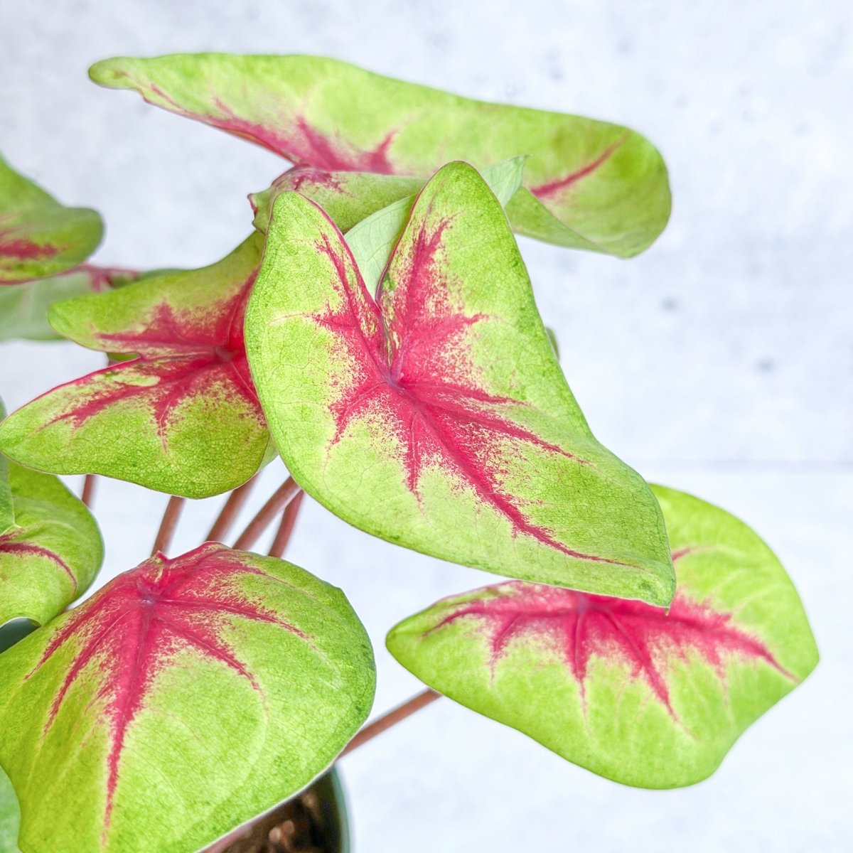 Caladium 'Fiesta' - Fiesta Caladium - Ed's Plant Shop