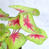 Caladium 'Fiesta' - Fiesta Caladium - Ed's Plant Shop