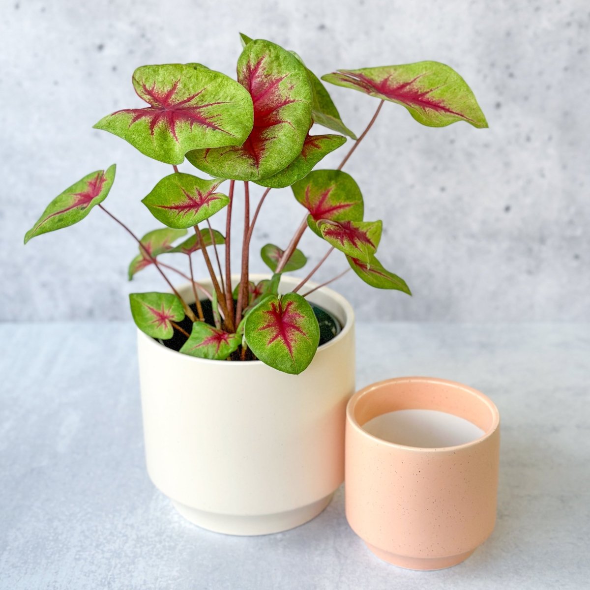 Caladium 'Fiesta' - Fiesta Caladium - Ed's Plant Shop