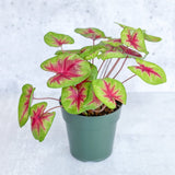 Caladium 'Fiesta' - Fiesta Caladium - Ed's Plant Shop