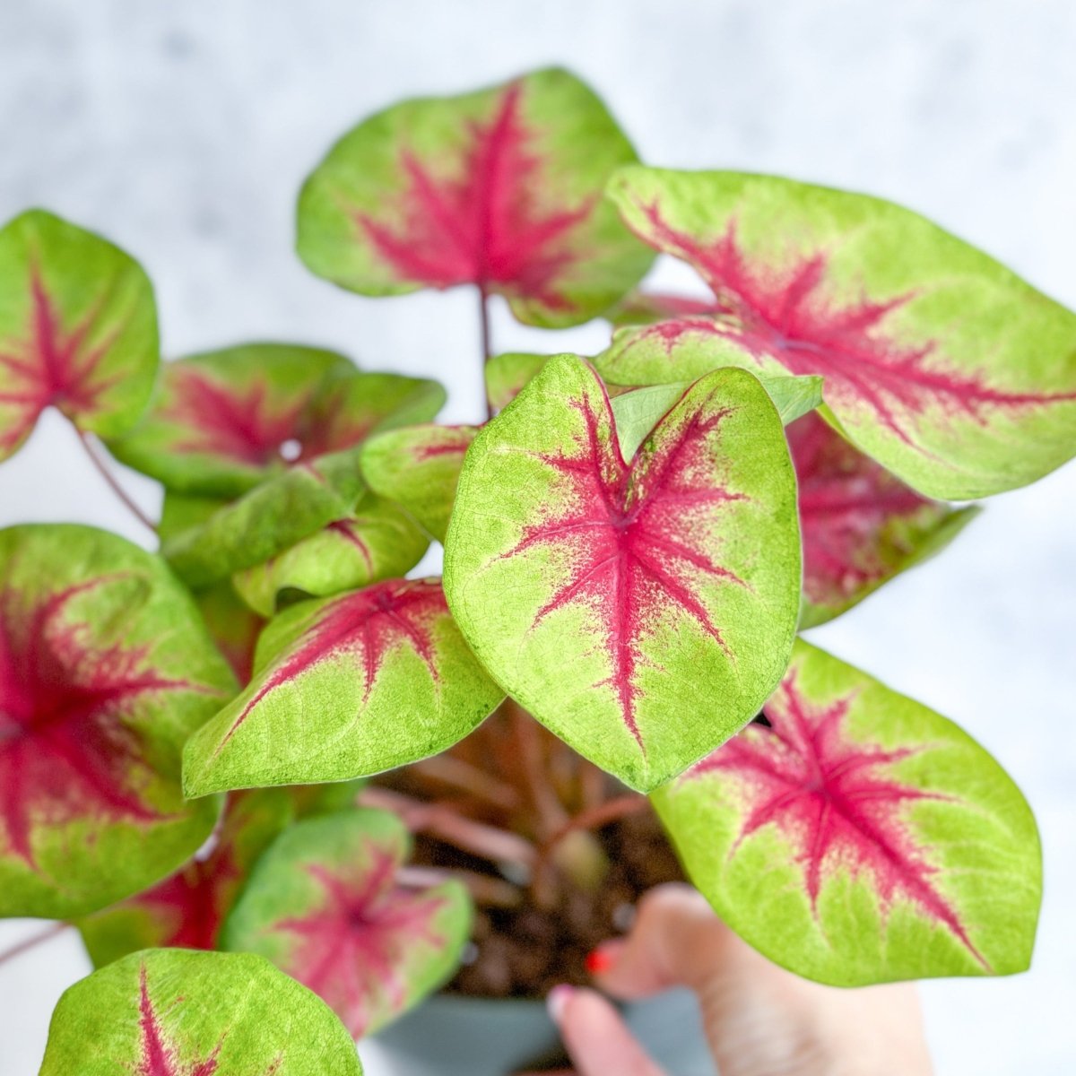 Caladium 'Fiesta' - Fiesta Caladium - Ed's Plant Shop