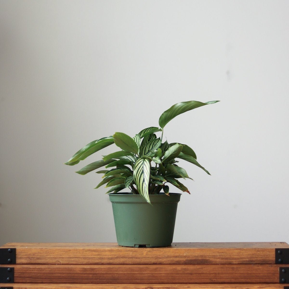 Ed's Plant Shop Calathea Elliptica Vittata - Thumbnail 3