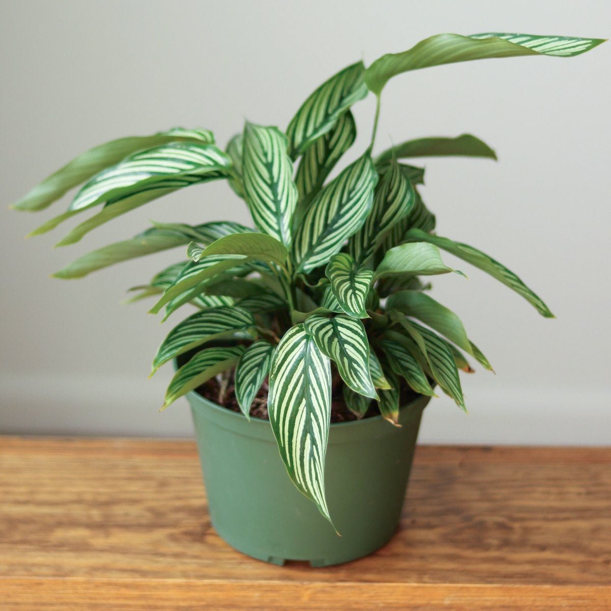 Calathea Elliptica 'Vittata' - Various Sizes - Ed's Plant Shop