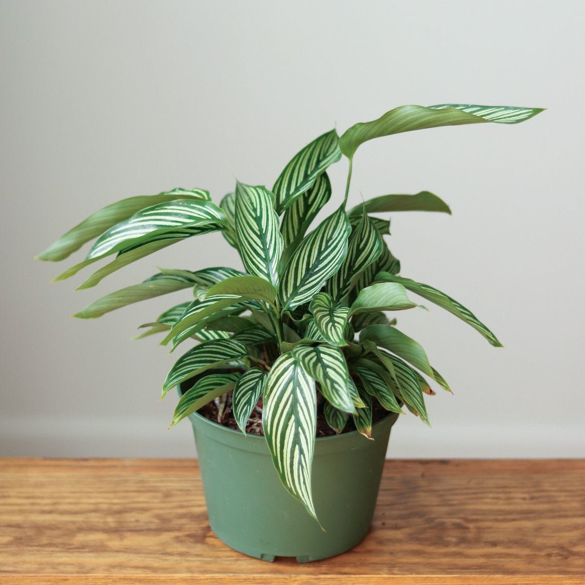 Calathea Elliptica 'Vittata'