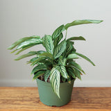 Calathea Elliptica 'Vittata' - Various Sizes - Ed's Plant Shop