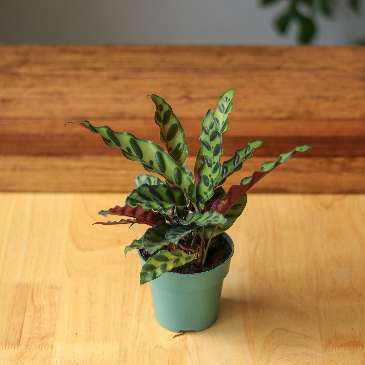 Calathea Lancifolia 'Rattlesnake' - 4 Inch