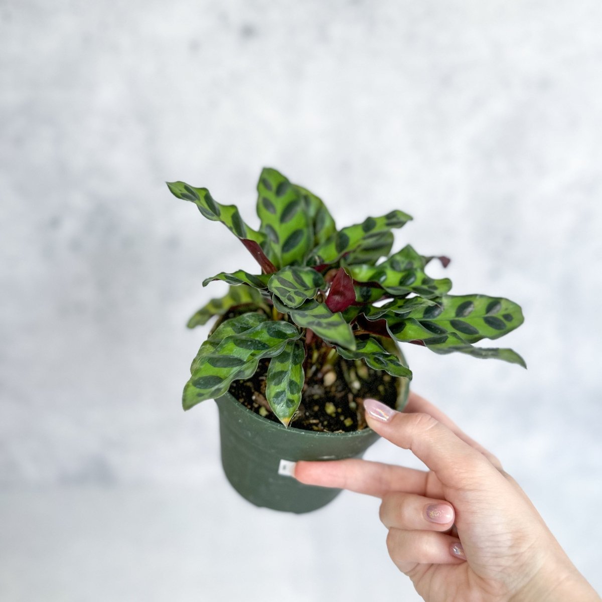 rattlesnake house plant Rattlesnake Calathea (Goeppertia lancifolia)