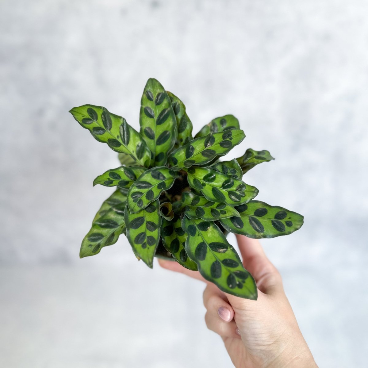 rattlesnake plant fertilizer Calathea Lancifolia 'Rattlesnake' (Goeppertia lancifolia)