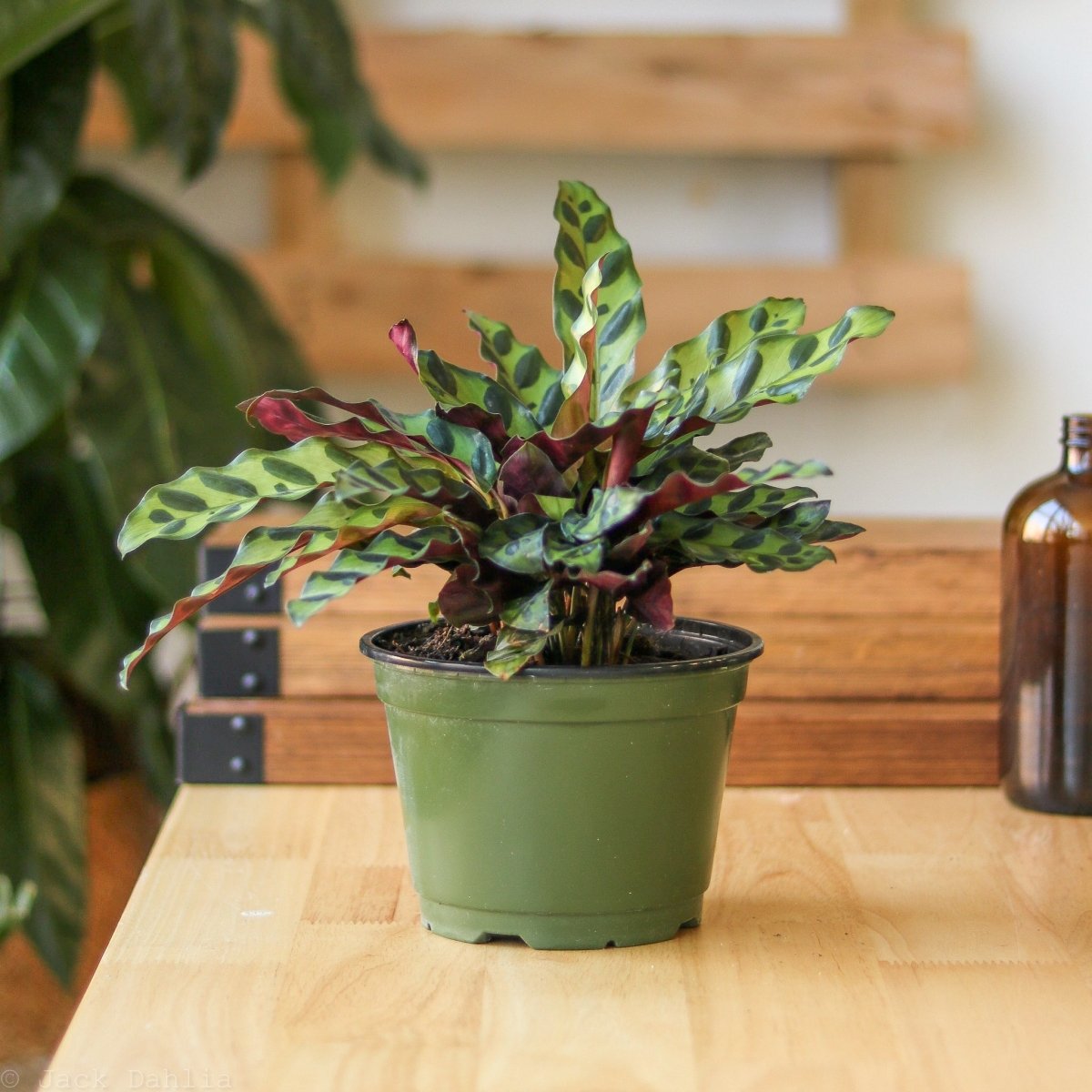 calathea snake plant Rattlesnake Calathea (Goeppertia lancifolia)