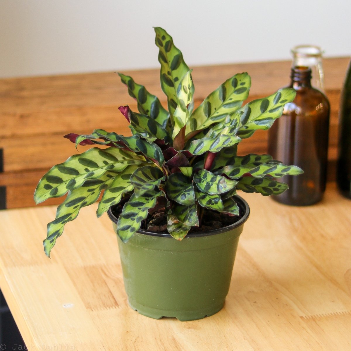 are rattle snake plants pet safe 6" Calathea lancifolia Rattlesnake