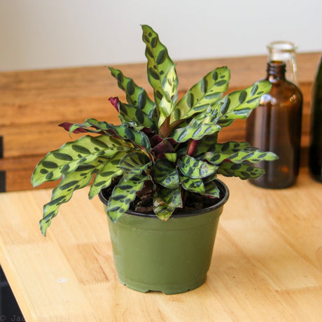 Calathea Lancifolia 'Rattlesnake' - Various Sizes - Ed's Plant Shop