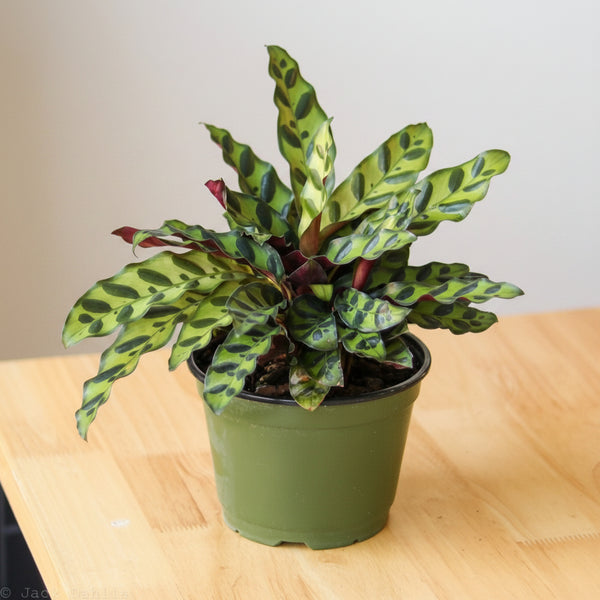 Rattlesnake Calathea with elongated leaves showing green tops and purple undersides in a green pot.