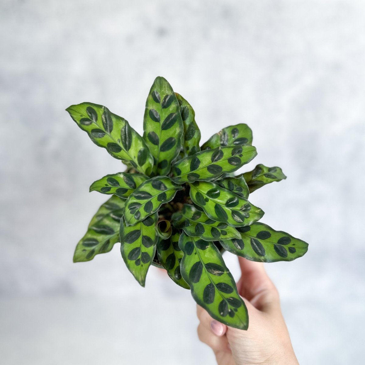 prayer plant rattlesnake Rattlesnake Calathea (Goeppertia lancifolia)