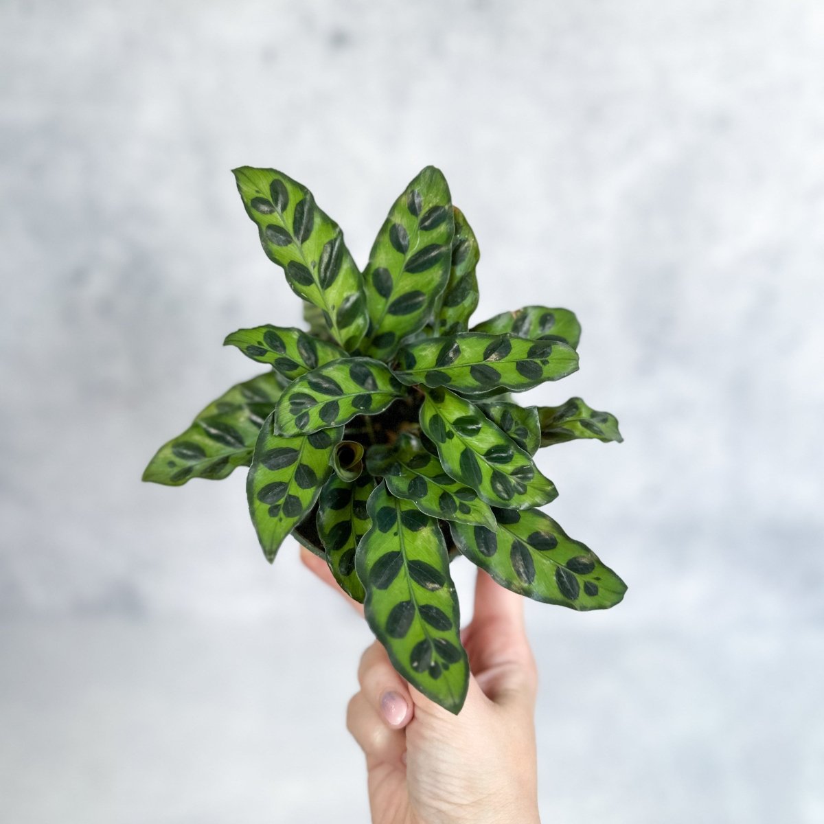 raddle snake plant Rattlesnake Calathea (Goeppertia lancifolia)