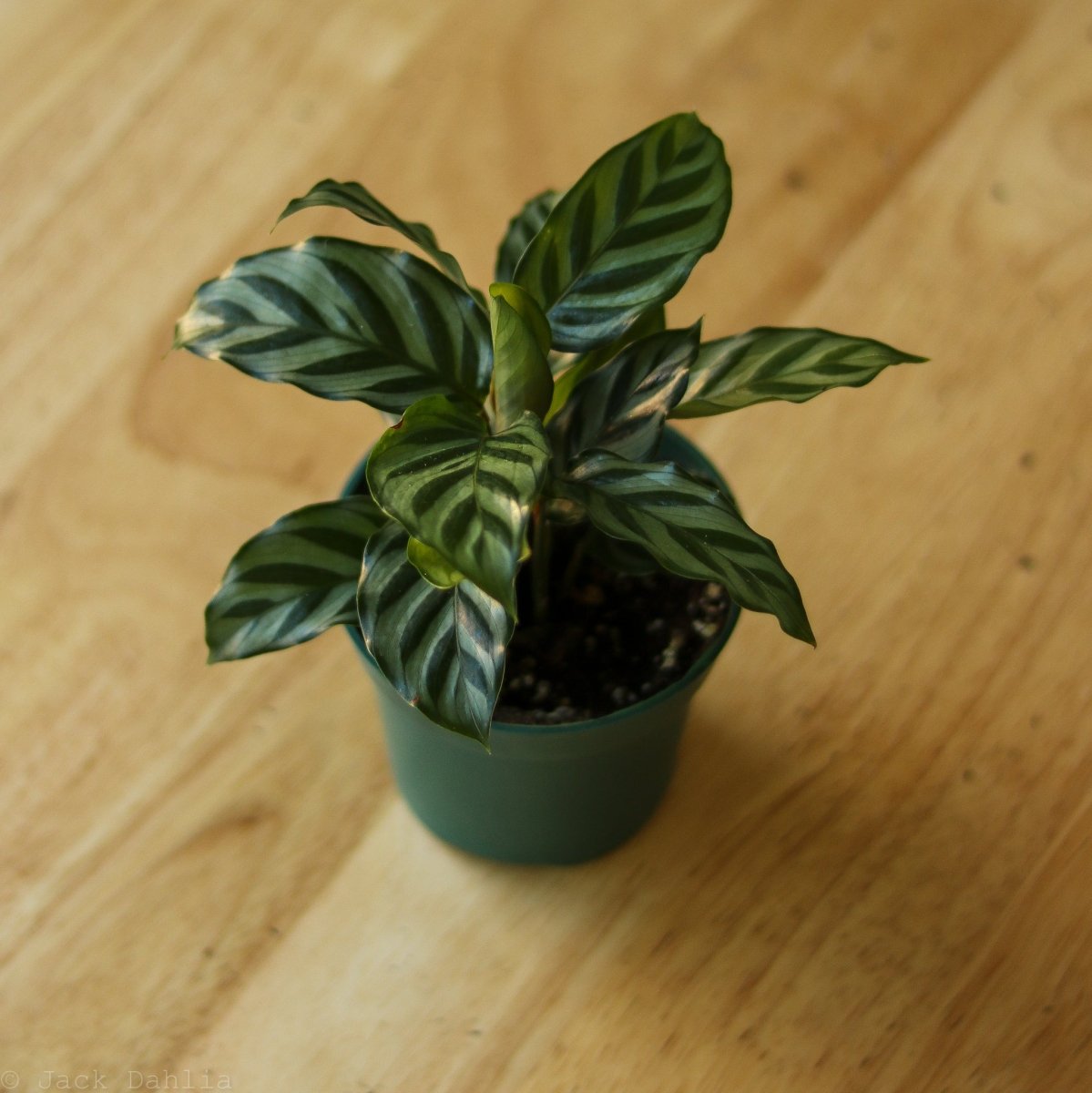 leopardina prayer plant Calathea Leopardina