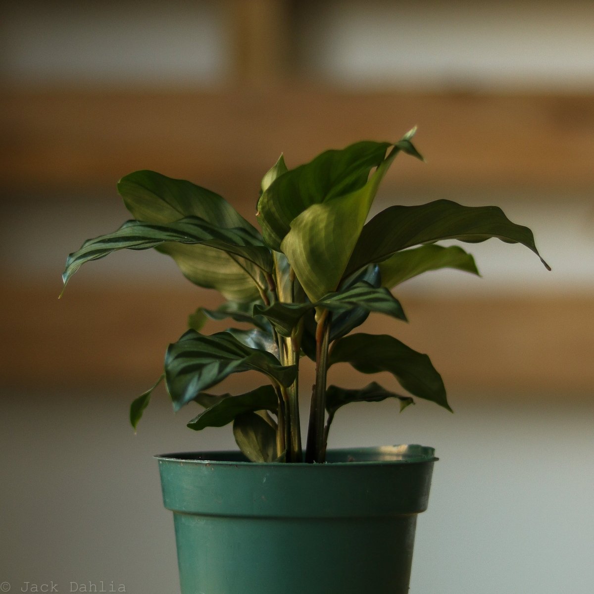 Calathea Leopardina - Concinna 'Freddie' - Various Sizes - Ed's Plant Shop