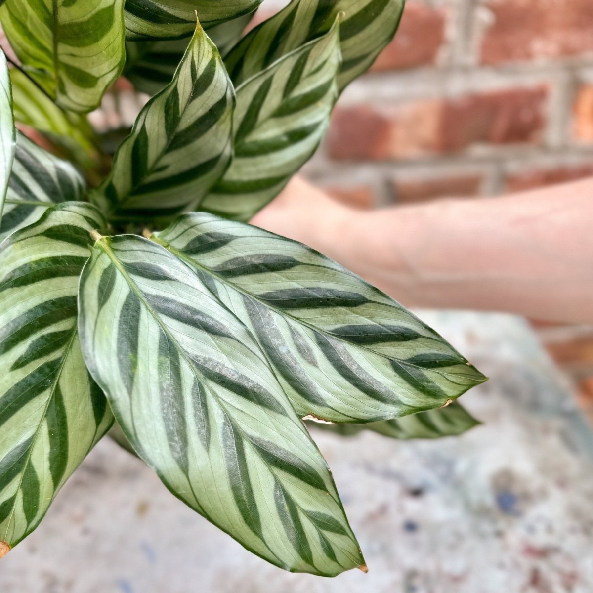 leopardina prayer plant Calathea Leopardina
