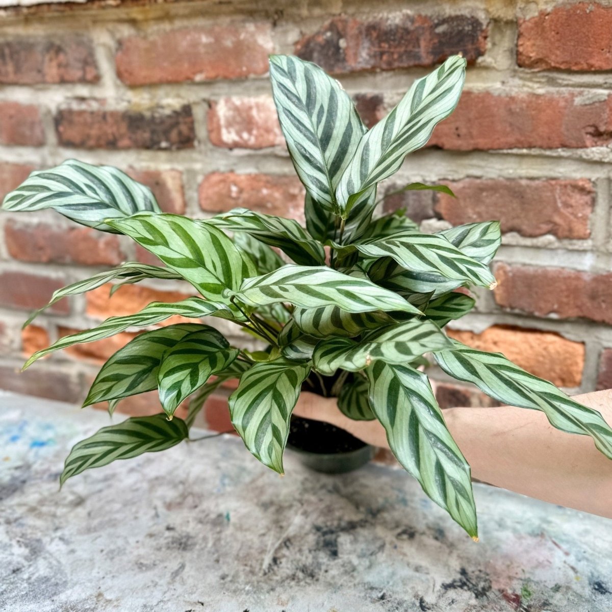 freddie prayer plant Calathea Leopardina