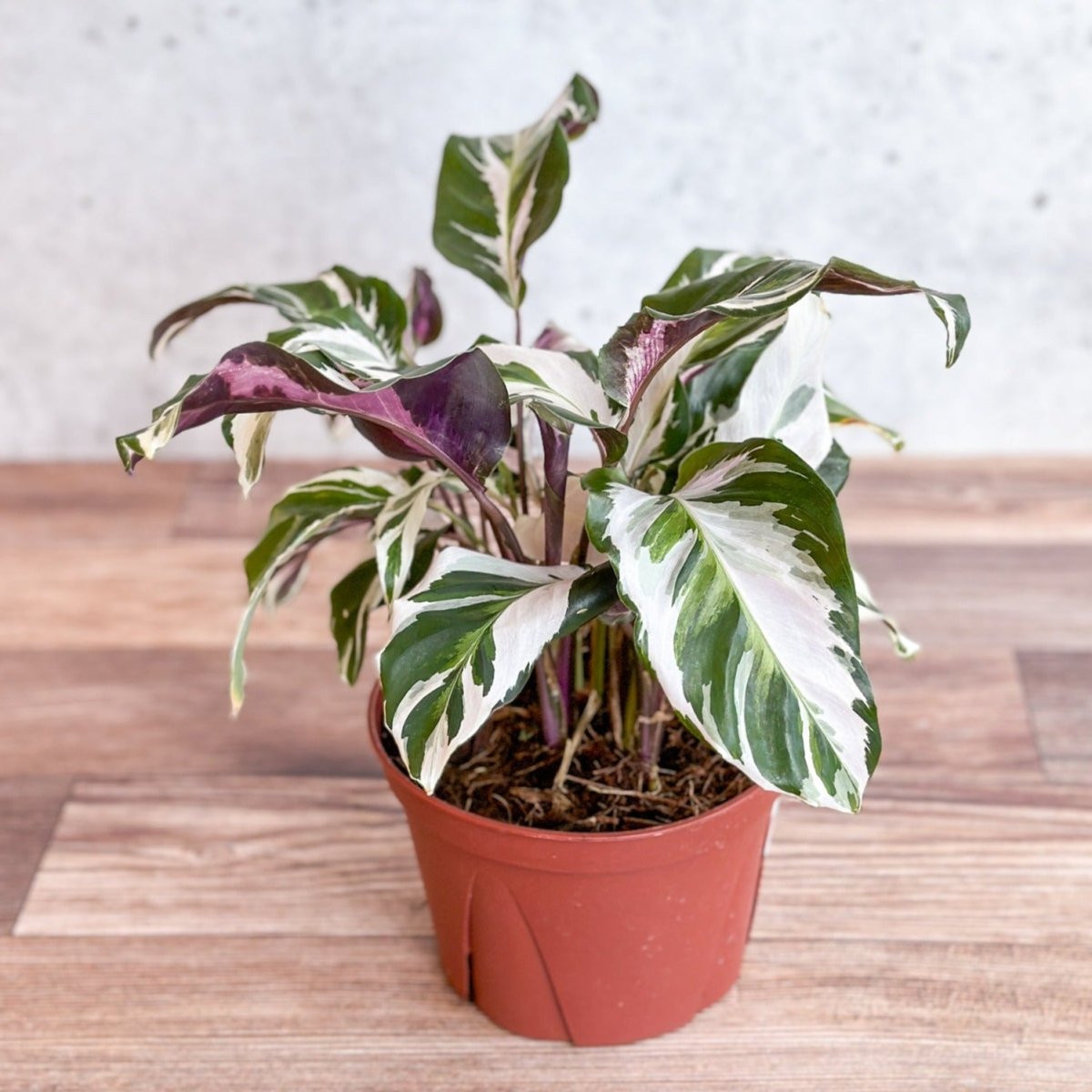 Calathea lietzei 'Stella' - Stella Calathea - Ed's Plant Shop