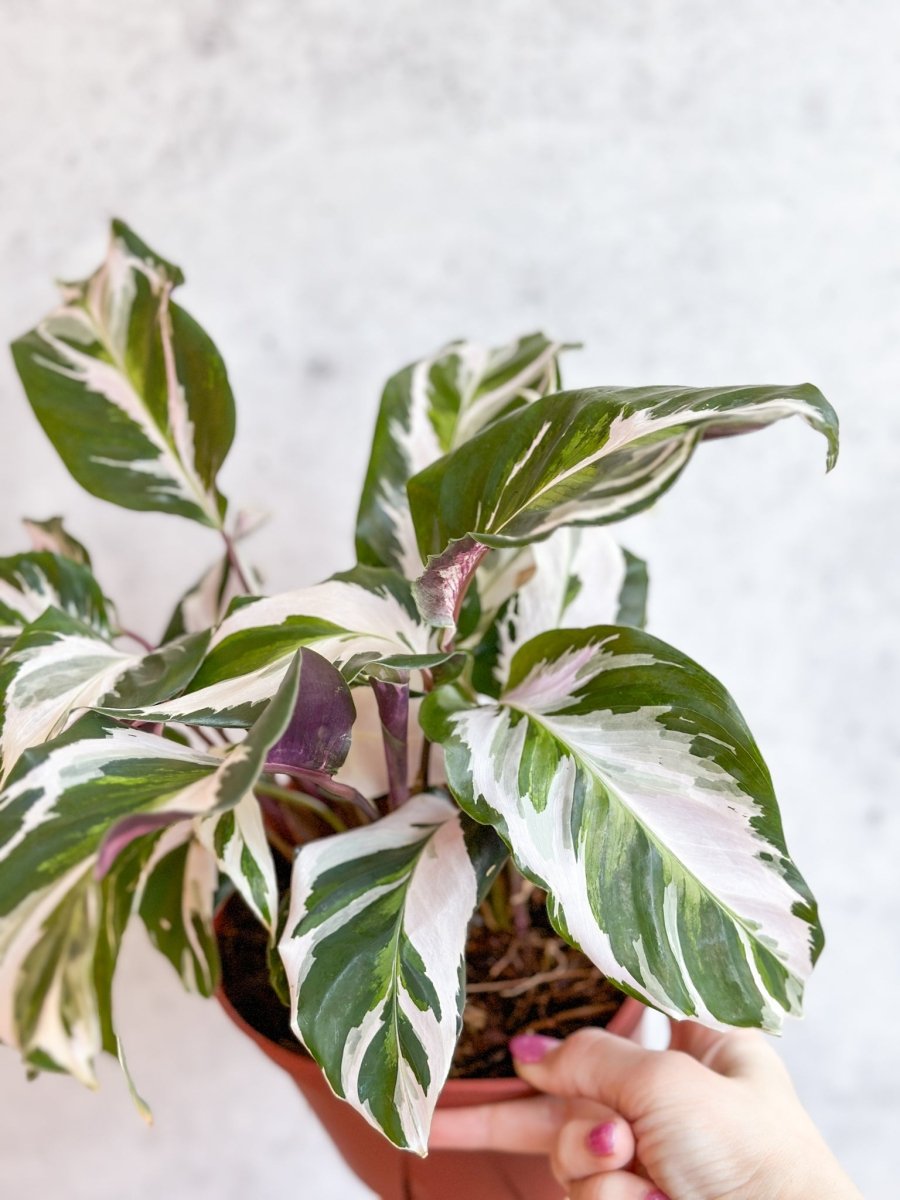 Calathea lietzei 'Stella' - Stella Calathea - 6 Inch - Ed's Plant Shop