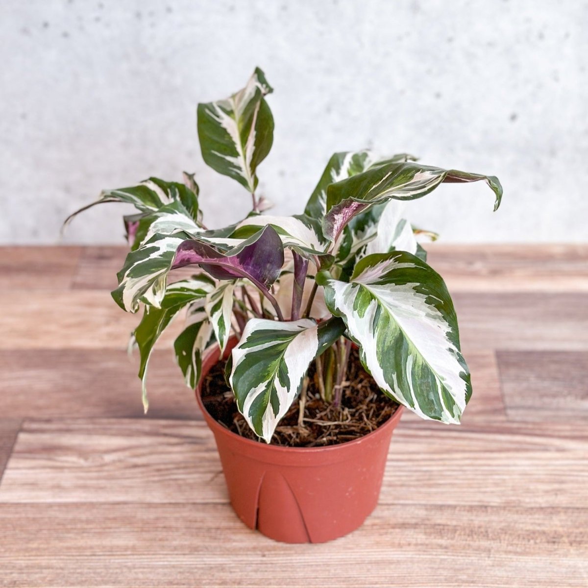 Calathea lietzei 'Stella' - Stella Calathea - 6 Inch - Ed's Plant Shop