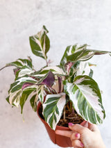 Calathea lietzei 'Stella' - Stella Calathea - 6 Inch - Ed's Plant Shop