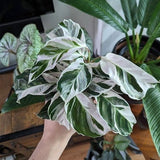 Calathea lietzei 'White Fusion' - White Fusion Calathea - 4 Inch - Ed's Plant Shop