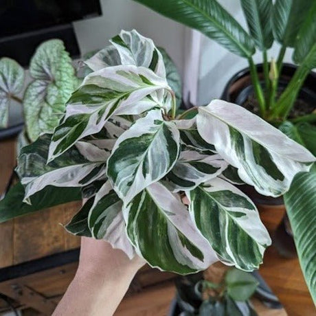 Calathea lietzei 'White Fusion' - White Fusion Calathea - 4 Inch - Ed's Plant Shop