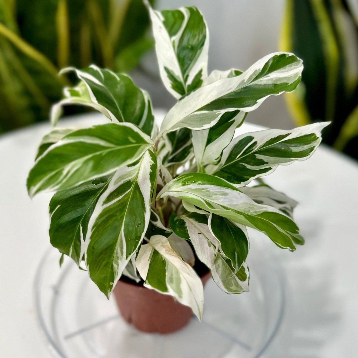 Calathea lietzei 'White Fusion' - White Fusion Calathea - 4 Inch - Ed's Plant Shop