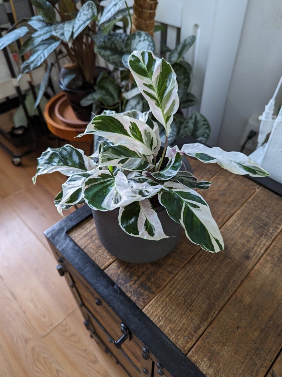 Calathea lietzei 'White Fusion' - White Fusion Calathea - 4 Inch - Ed's Plant Shop