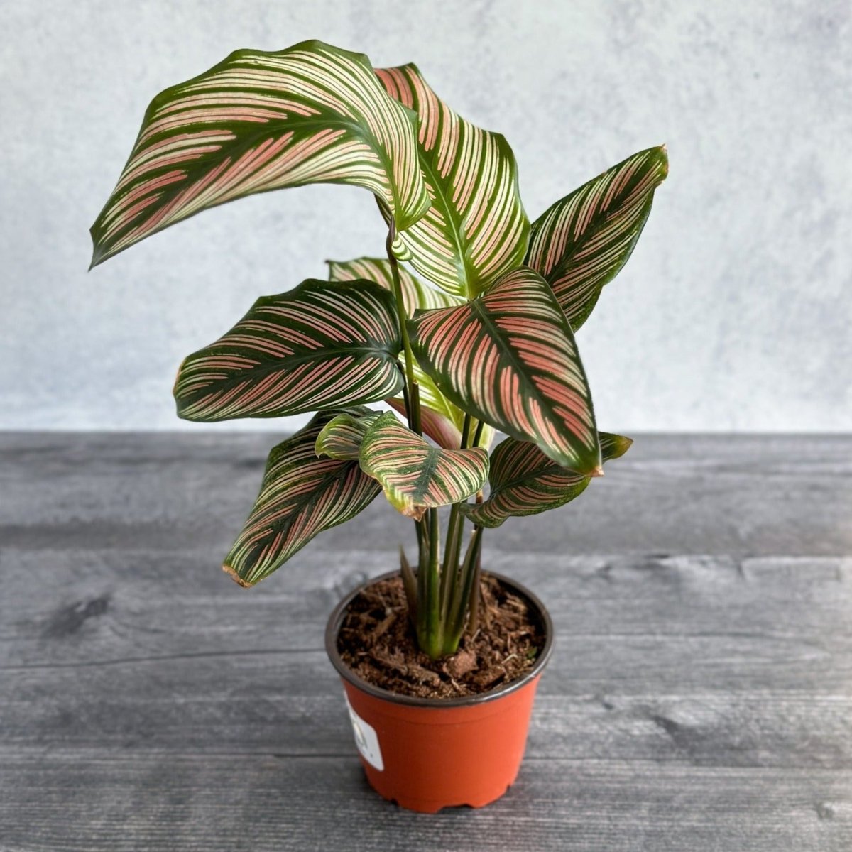 White Star Calathea - Unique Foliage and Easy To Grow - Ed's Plant Shop