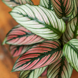 Calathea Majestica 'White Star' - Various Sizes - Ed's Plant Shop