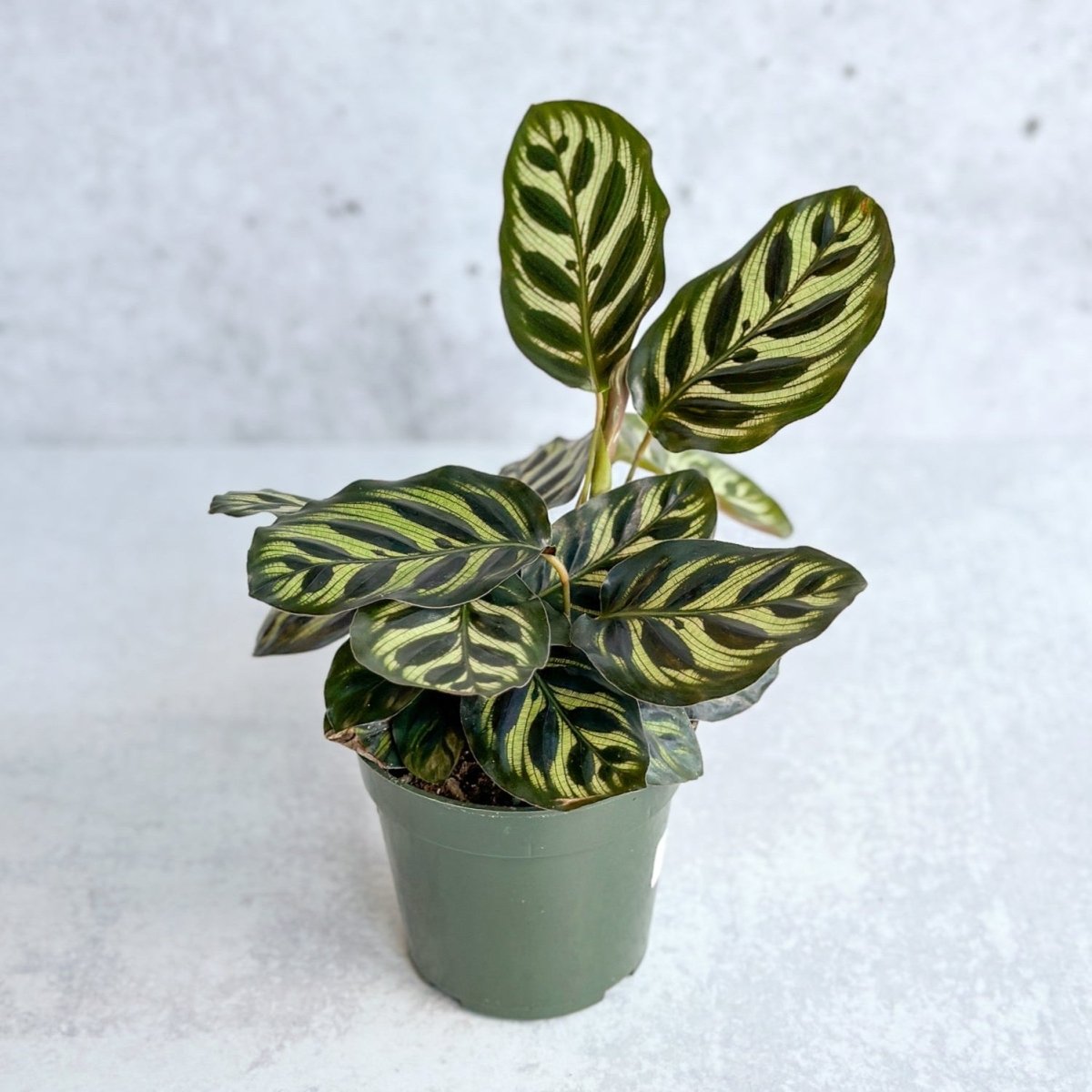 Calathea makoyana - 'Peacock Plant' - Ed's Plant Shop