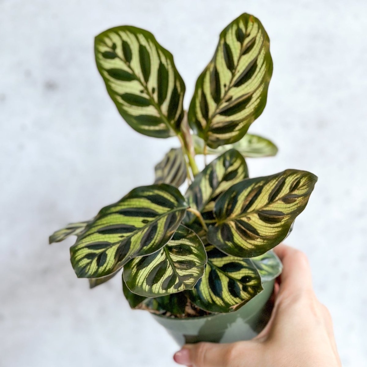 Calathea makoyana - 'Peacock Plant' - Ed's Plant Shop